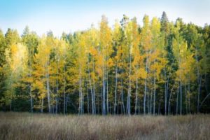 fall_aspens_web